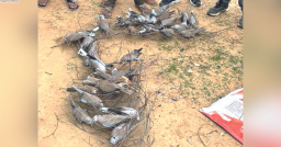 42 birds found dead in Meena Paldi, cause under investigation